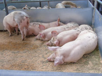Pigs Dumfries Mart (16)